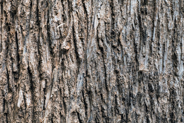  the surface of the bark.