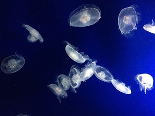 Puget Sound Jelly Fish