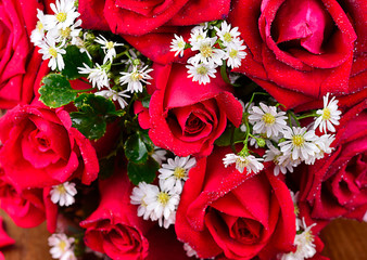 close up macro of a red rose