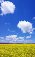 Flower field and blue sky with clouds.