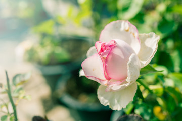 a bunch of roses in the garden