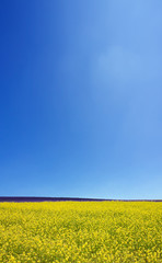 Flower field and blue sky with clouds.