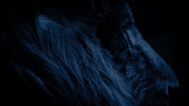 Lion Face At Night With Glowing Eyes