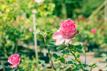 a bunch of roses in the garden