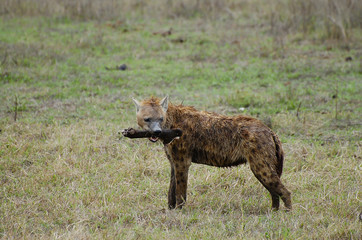 Spotted Hyena Holding a Scavenged Animal Leg - Ngorongoro Crater - Tanzania