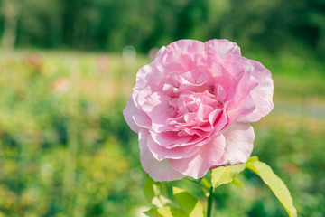 a bunch of roses in the garden