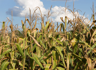 Fototapeta premium Dried corn