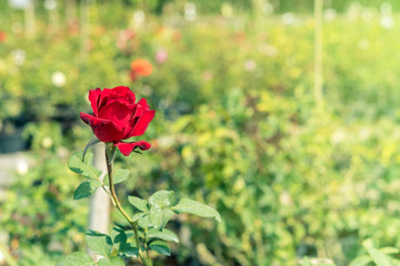 a bunch of roses in the garden