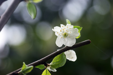 White flower fruit tree