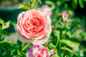 a bunch of roses in the garden