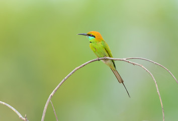Bird (Green Bee-eater) , Thailand