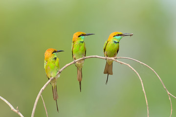Bird (Green Bee-eater) , Thailand
