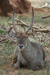 Parque Nacional Tarangire