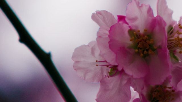 Royalty Free Stock Video Footage of pink blossoms on a tree shot in Israel at 4k with Red.