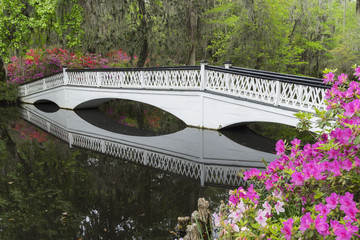 Bridge across garden pond lined with blooming azaleas and Spanish Moss at a plantation near Charleston, SC.