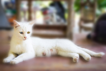 White Cat Eye Color