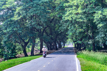 Road with shadow of tree tunnel.
