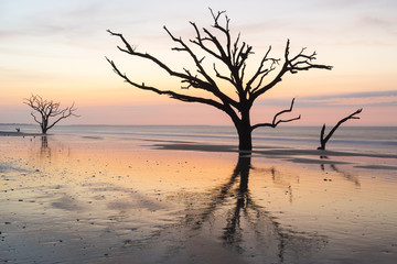 Fototapeta na wymiar Live Oak trees on the beach during a colorful sunrise at Botany Bay, on Edisto Island near Charleston, South Carolina. No longer living, the trees cling to eroding sand and reflect on the water. 