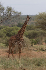 Naklejka na ściany i meble Girafa Maasai