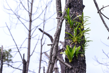 Wild orchid growing on burned pine tree in forest.