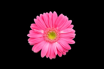 Magenta chrysanthemum isolated on black background