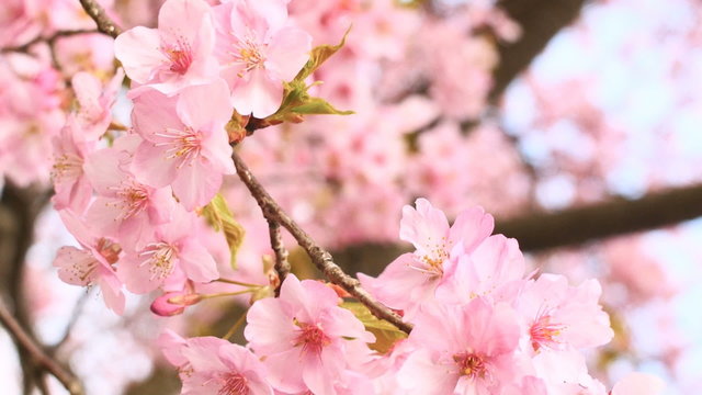 360 spinning motion of blooming cherry blossoms in bright skies.
