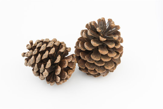 brown pine cones isolated white background