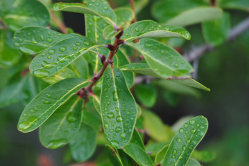 hojas verdes,ovaladas, brillantes, gotas de agua, planta de fruto Calafate