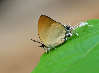 Butterfly , Thailand