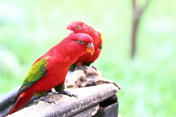 red lory bird