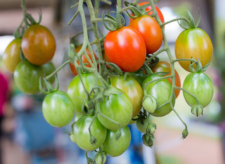 red tomatoes ,red tomatoes fresh from the tree, red tomato varieties Hon Island, Tomatoes grown in Thailand,Tomato from farm,tomatoes,beautiful tomatoes
