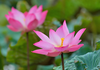 Obraz premium Lotus flower