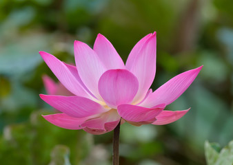 Obraz premium Lotus flower