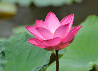 Lotus flower