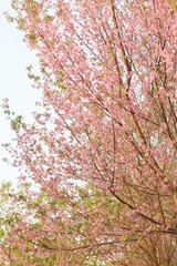 Wild Himalayan Cherry Trees