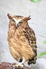 Brown owl bird