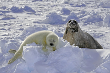 Seal mum and baby -アザラシの親子- © seabreezecairns