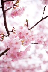 河津桜