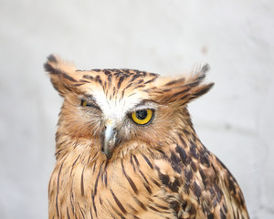 Brown owl bird