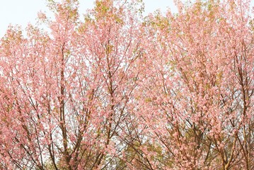 Wild Himalayan Cherry Trees