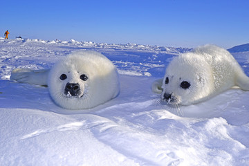 Seal babies -アザラシの赤ちゃんたち- © seabreezecairns