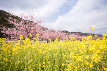 河津桜