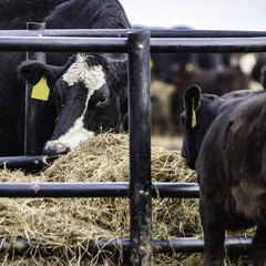 Cattle eating hay © jackienix