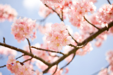 河津桜