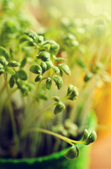 Fresh watercress sprouts