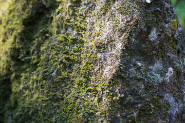 moss ans lichen on rock near waterfall texture and background