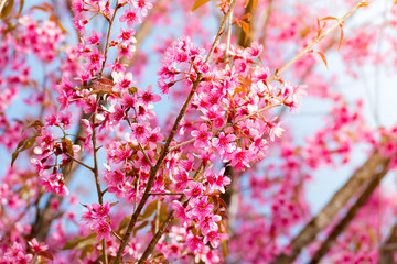 Sakura flowers blooming blossom in Chiang Mai, Thailand