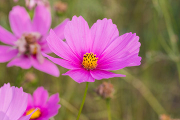 Cosmos flowers blooming in the garden
