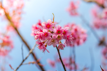 Sakura flowers blooming blossom in Chiang Mai, Thailand