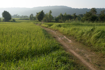 pathway in the rice field